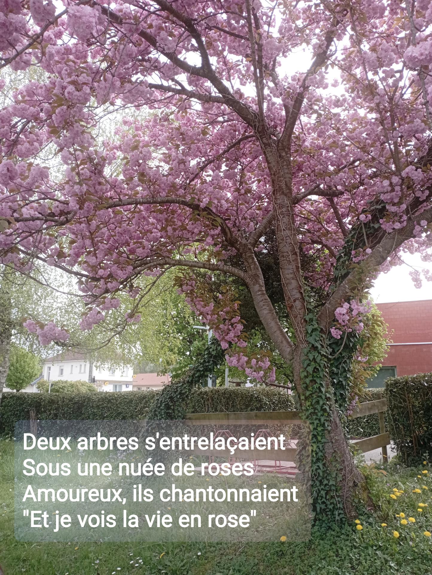 La vie en rose